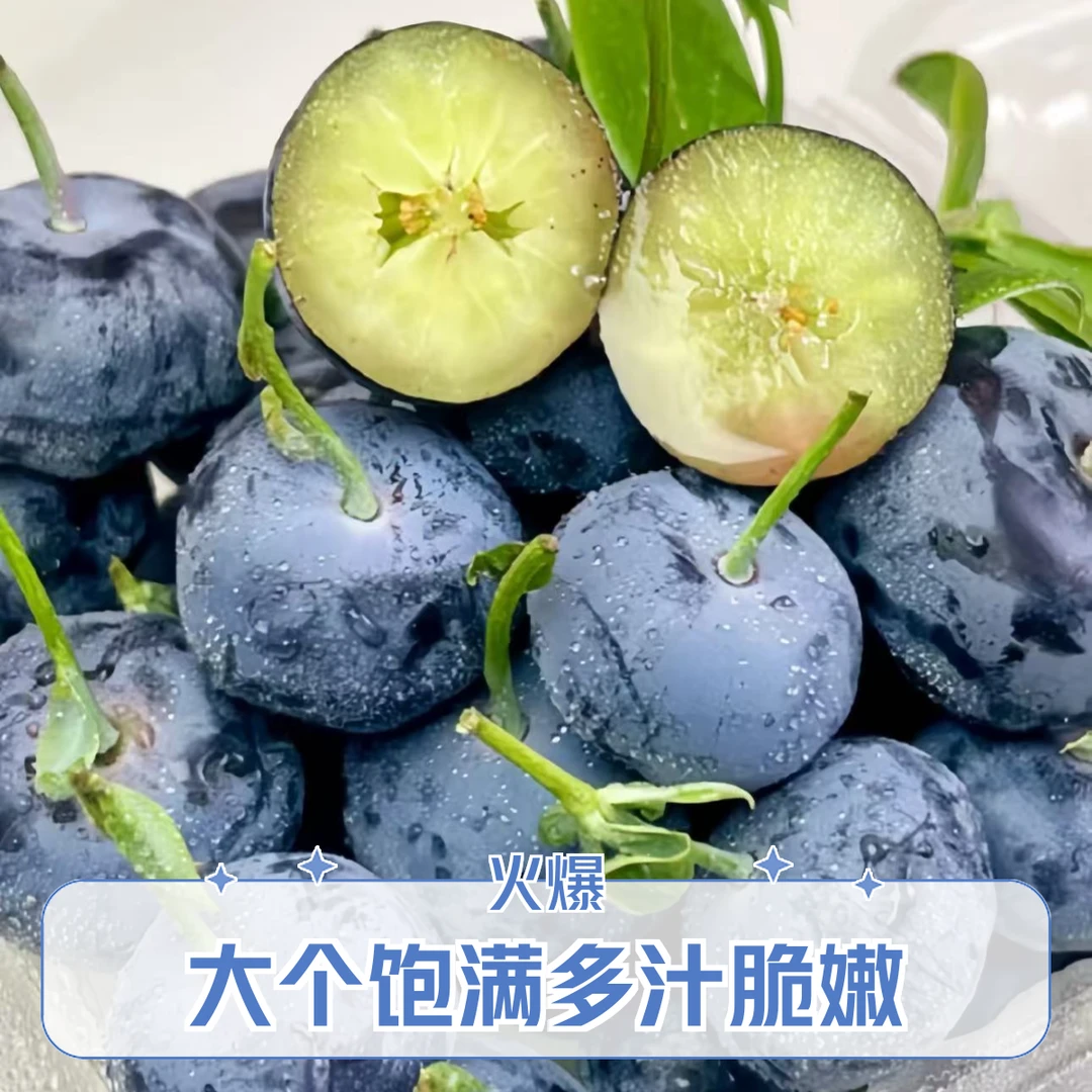 【双12特惠】正宗山东高山花香蓝莓现摘现发花香蓝梅顺丰产地直发