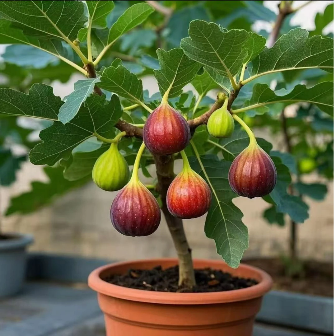 无花果棒棒糖三年老桩水果盆栽果树苗波姬红芭劳奈庭院阳台盆栽