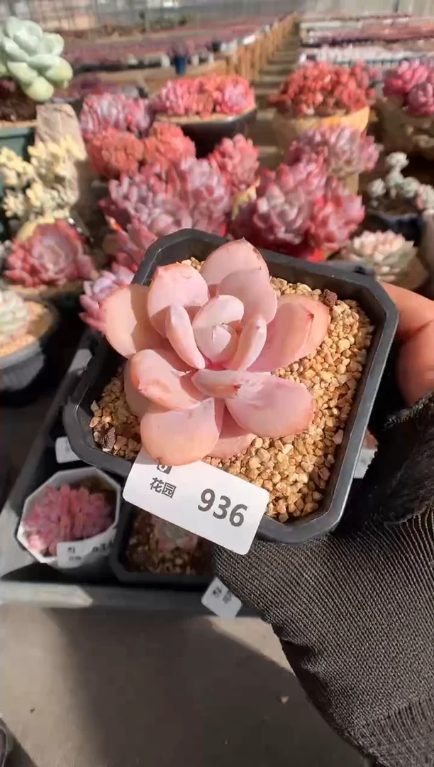 936奶茶一物一拍