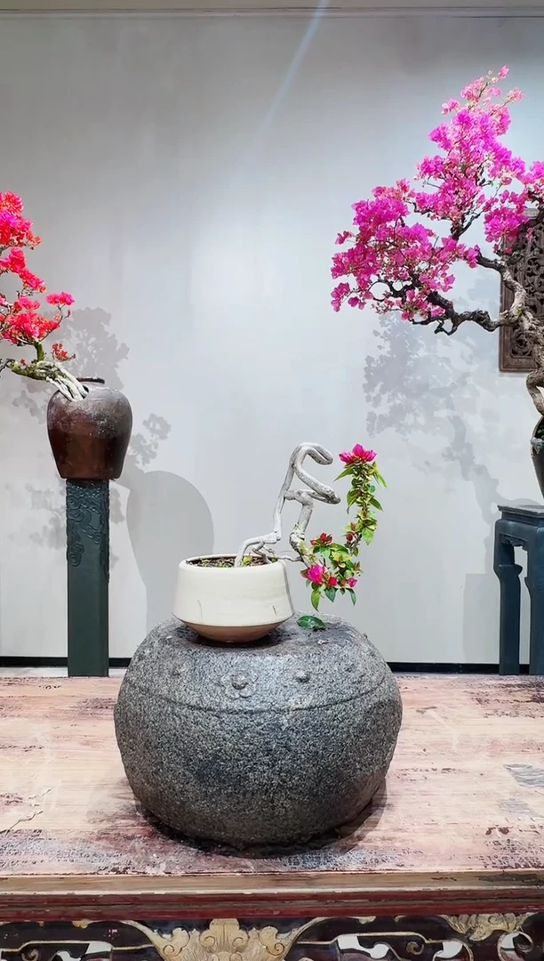 【闪购商品】盆景小桃红