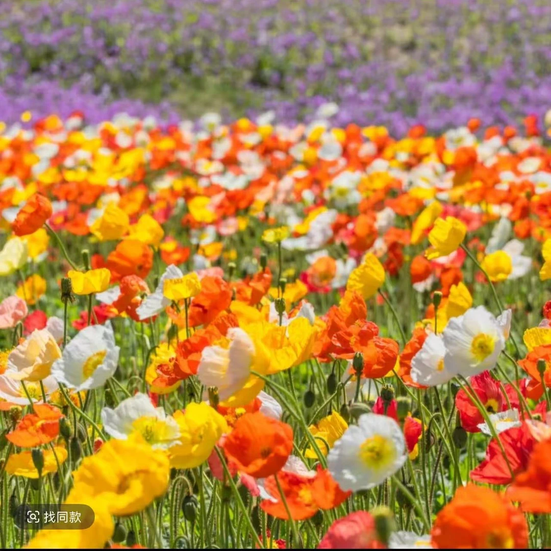 【冰岛虞美人】110盆口径盆栽多年生宿根植物耐寒露天地栽