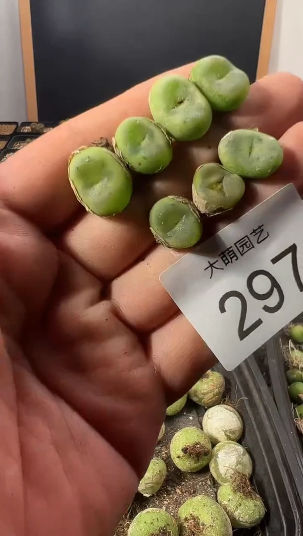一物一拍         --297