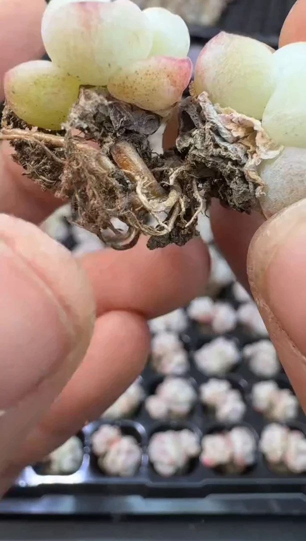 【闪购商品】11号到手（5）棵---江北多肉