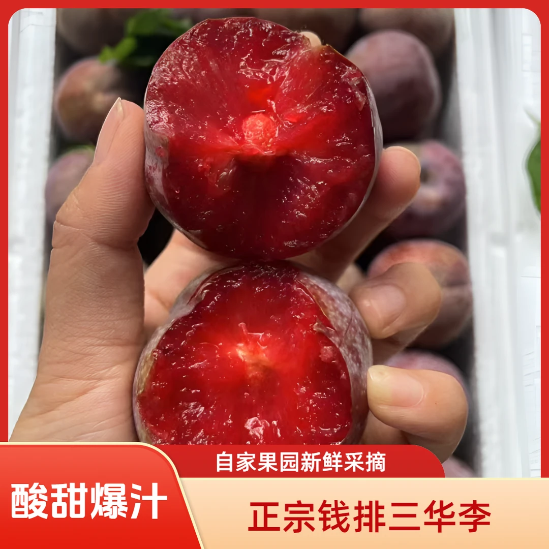 果园新鲜现摘正宗广东钱排银妃三华李红心当季酸甜脆孕妇水果李子