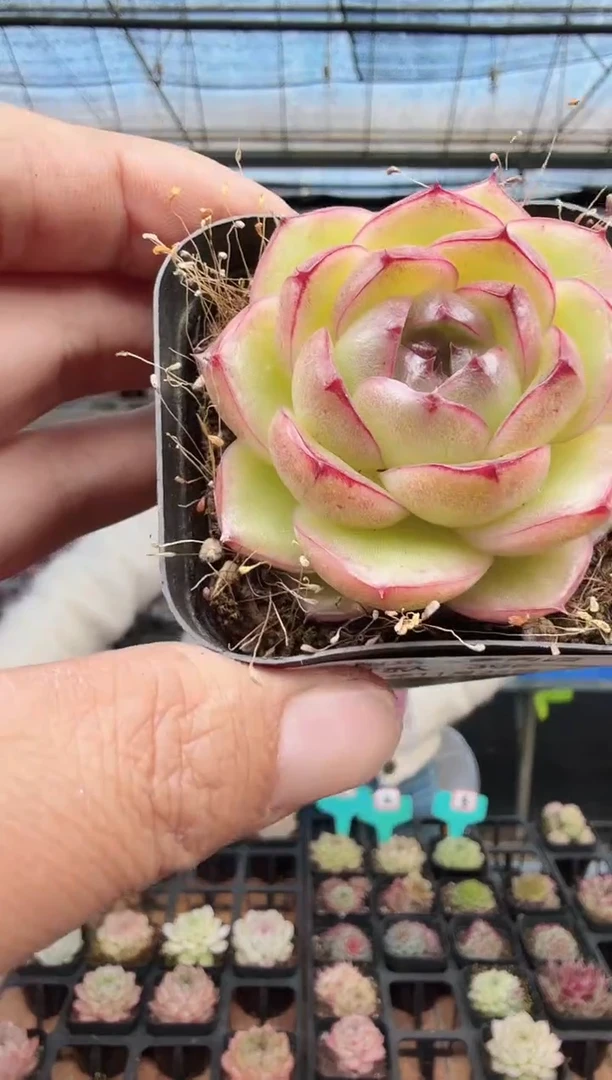 东云多肉园新款-308