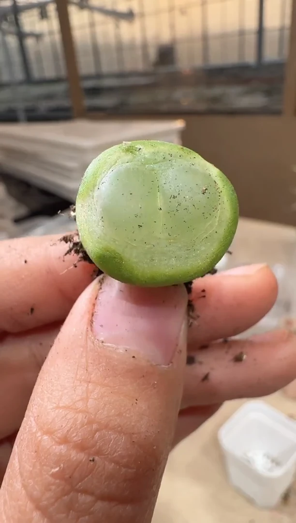 $*$29-307多肉植物肉锥