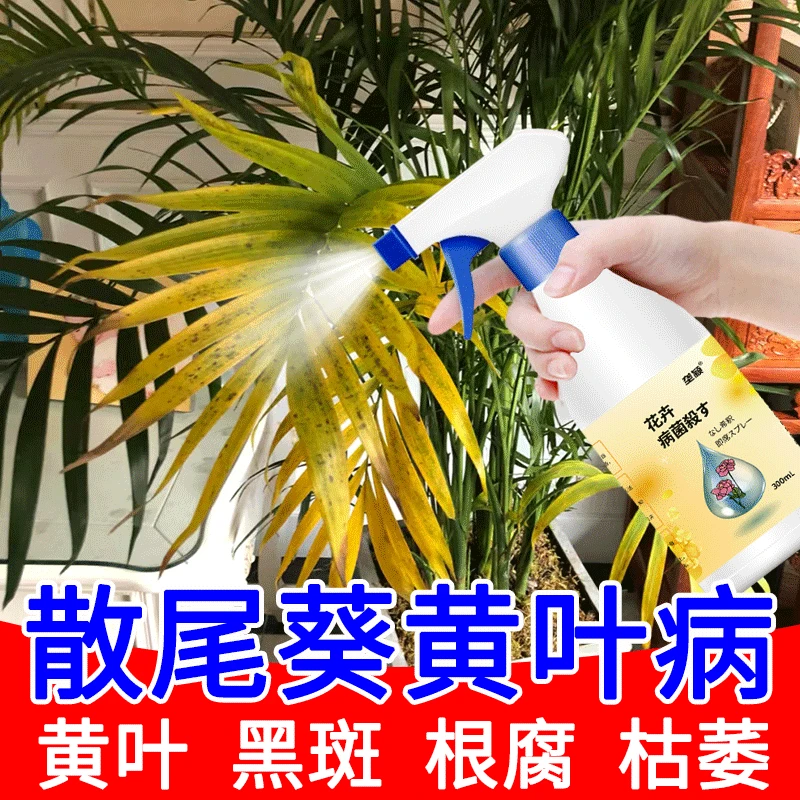 散尾葵黑斑病专用营养液凤尾竹叶子发黄叶掉叶干尖烂根枯叶病肥料