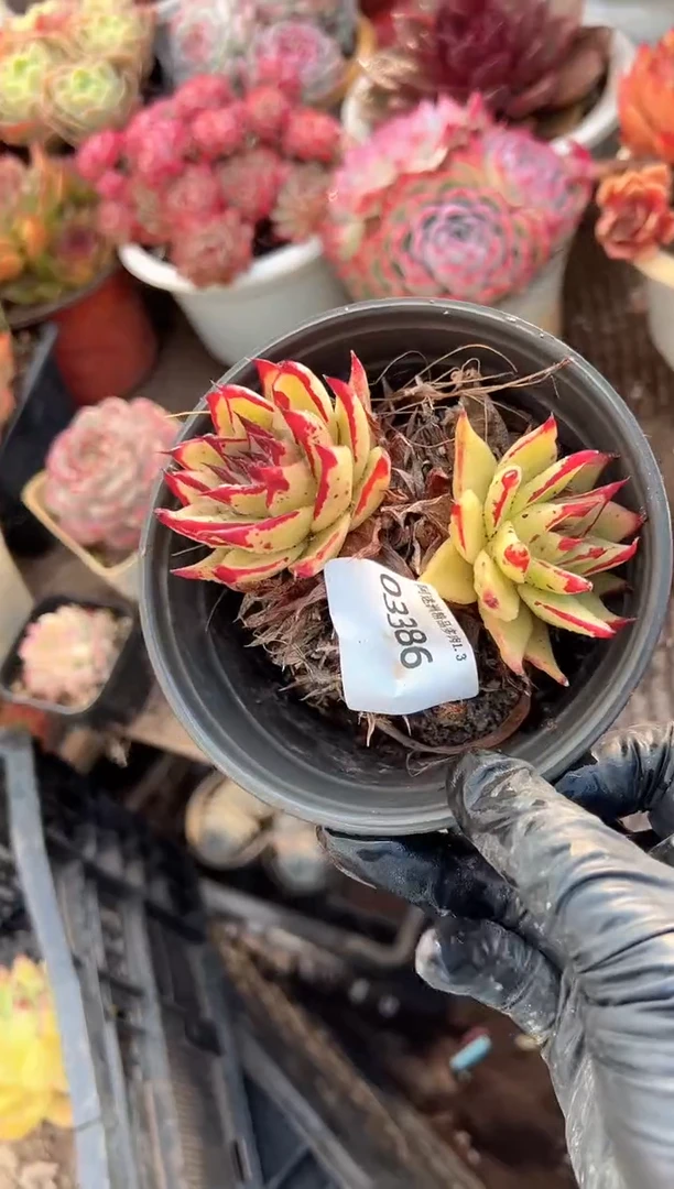 我***克多肉植物一物一拍03386