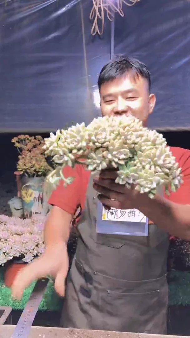 157淡雪缀化一物一拍