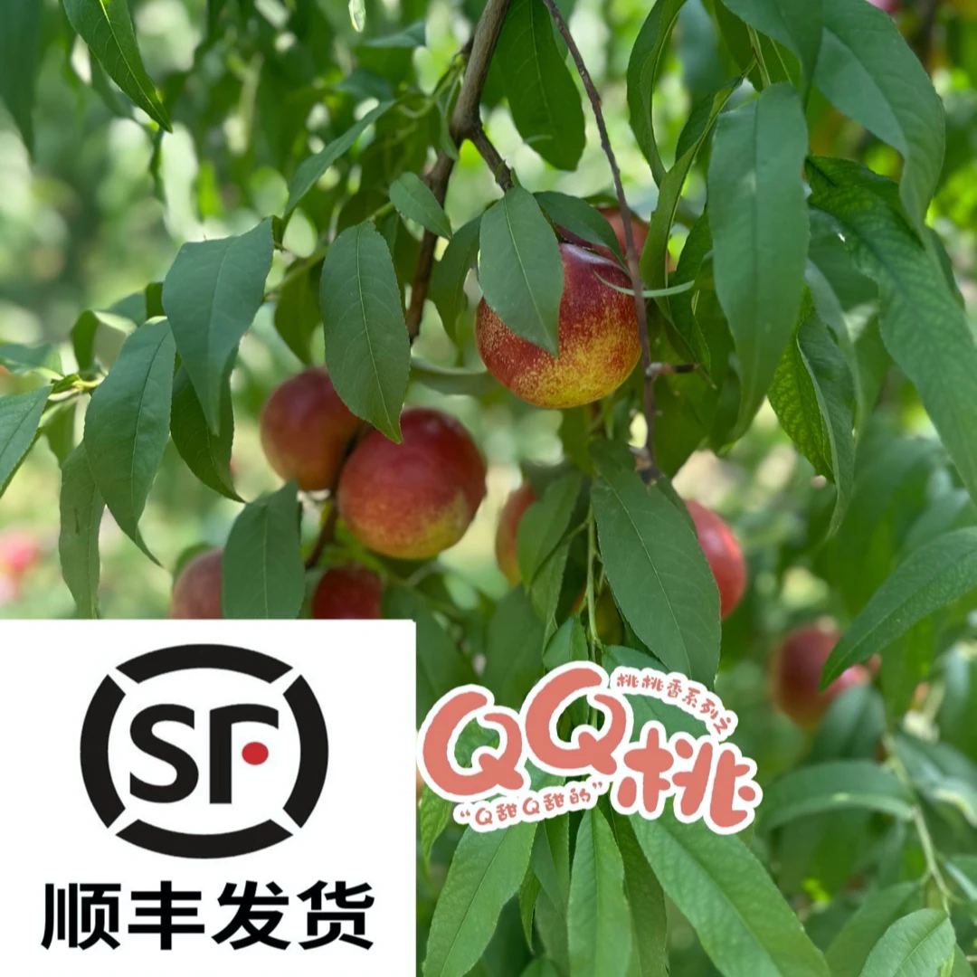 来自新疆产区的爆甜QQ桃甜蜜来袭，顺丰包邮