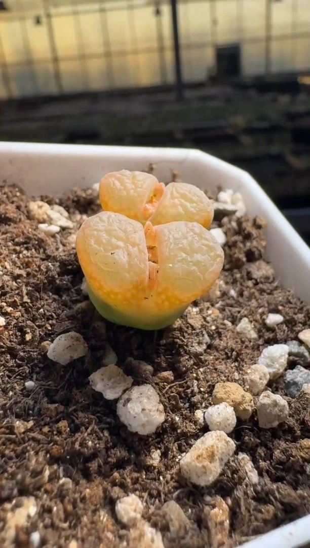 【闪购商品】15-230