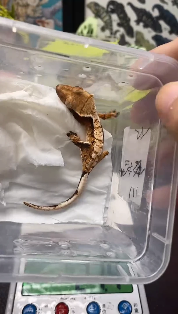 睫角守宫鳞与尾 Scale Tail 爬宠HJ6