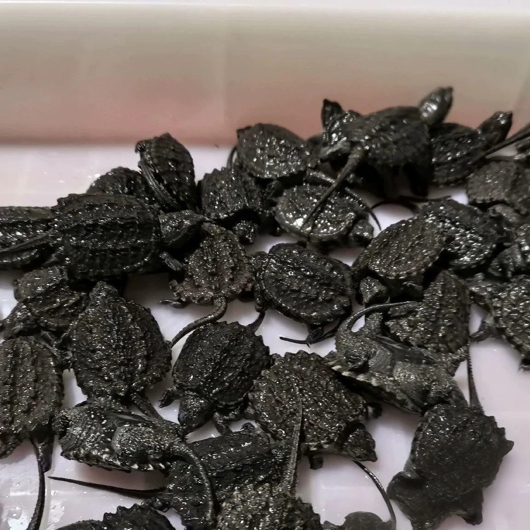 （直播挑选）一物一拍杂佛鳄龟苗(没挑选直接下单默认发草龟苗一只)