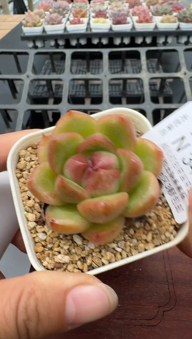344N带盆土发(6.5cm杯） 当场拍3颗以上包柚 多肉植物 一物一拍