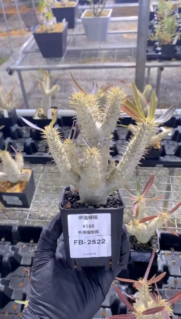 【闪购商品】伊洛棒槌FB-2522