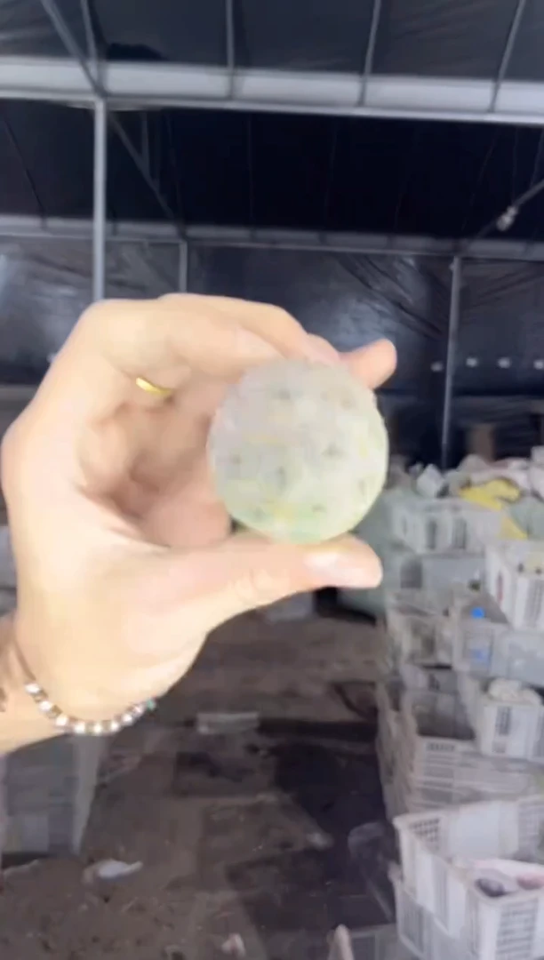 2颗 习志野【无根】2-4cm