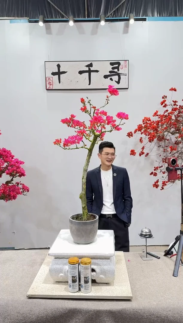 完全开放四季红三角梅