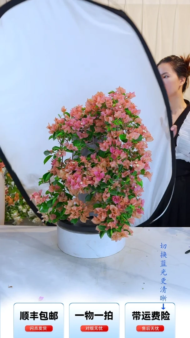大部分开放少量花苞丫*仔卡亚特