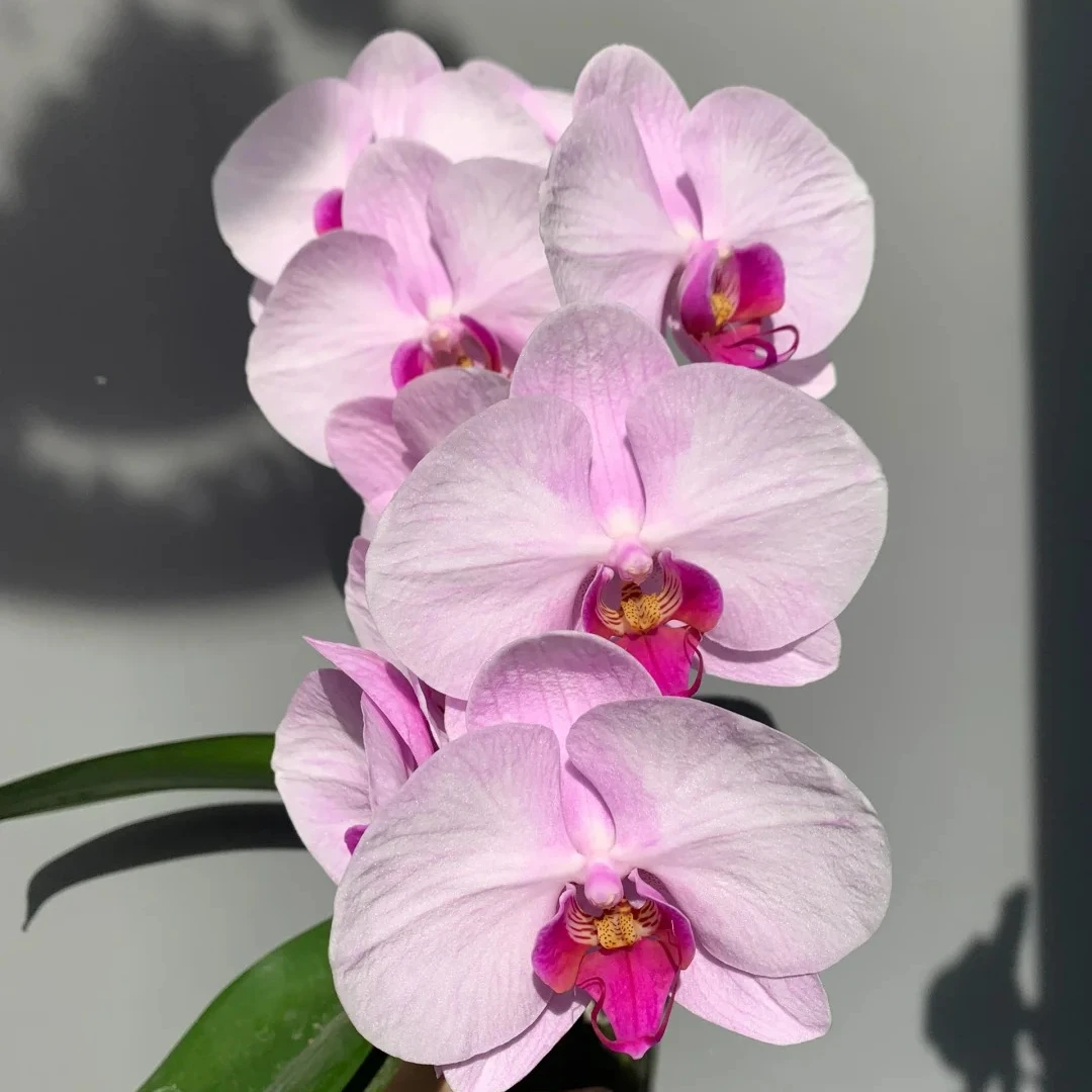 【BT】大花型安妮蝴蝶兰柔美盆栽植迷不误中通包邮