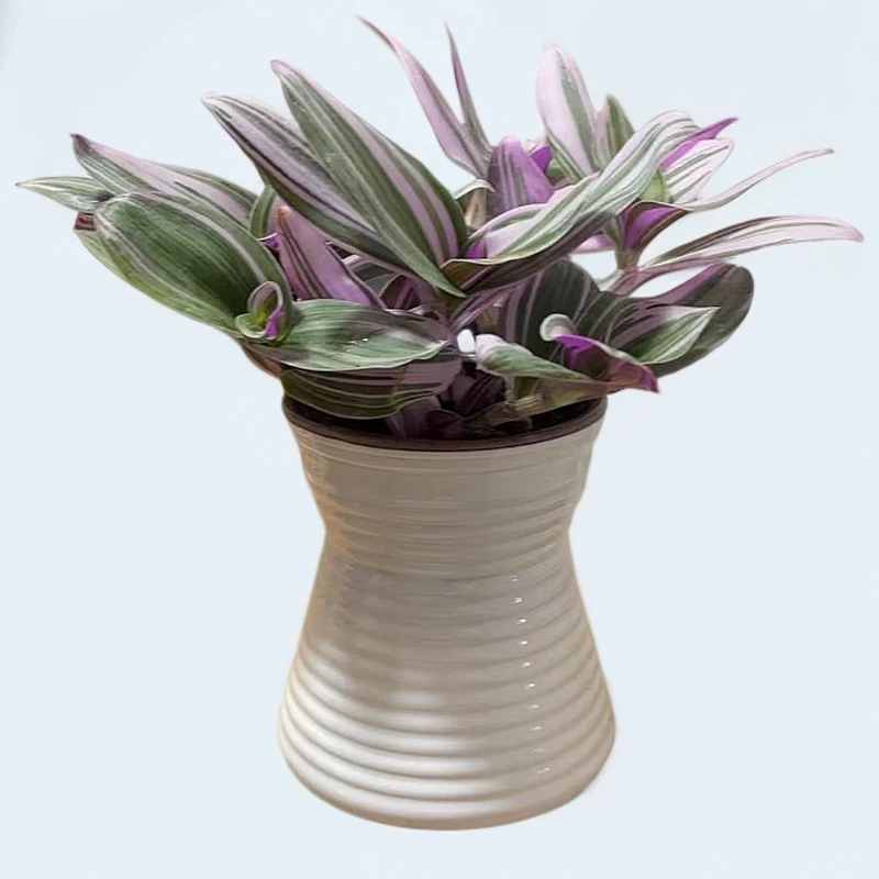 ZG带小蛮腰盆水培油画盆栽室内观叶紫露草进化吊兰防辐射净化空气