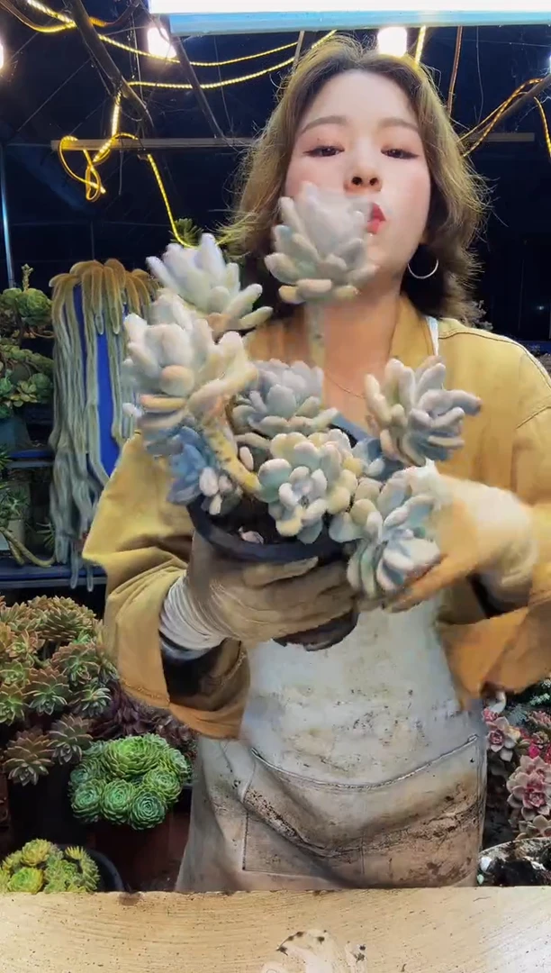 鸡蛋奶一物一拍脱土包邮