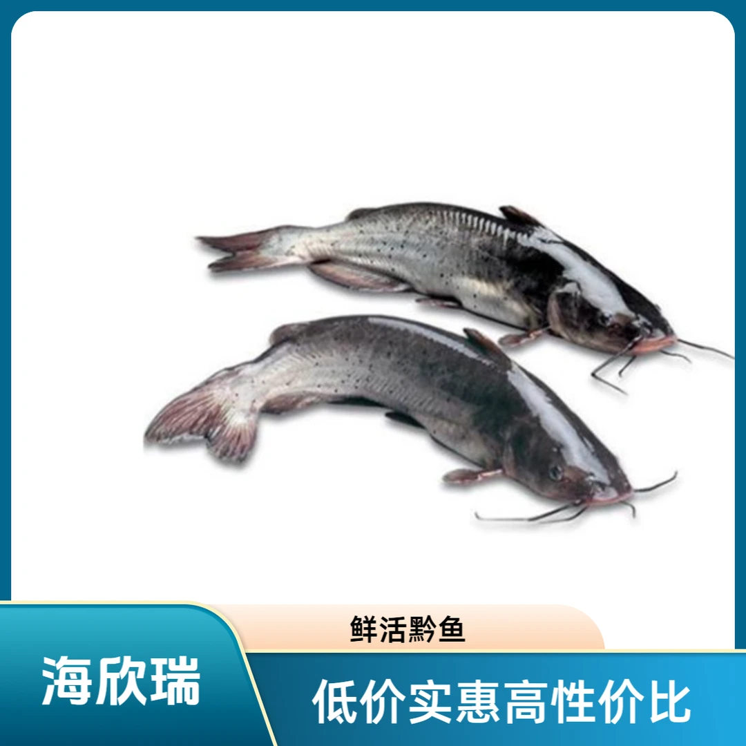 黔鱼一条 约350g（处理只开膛）