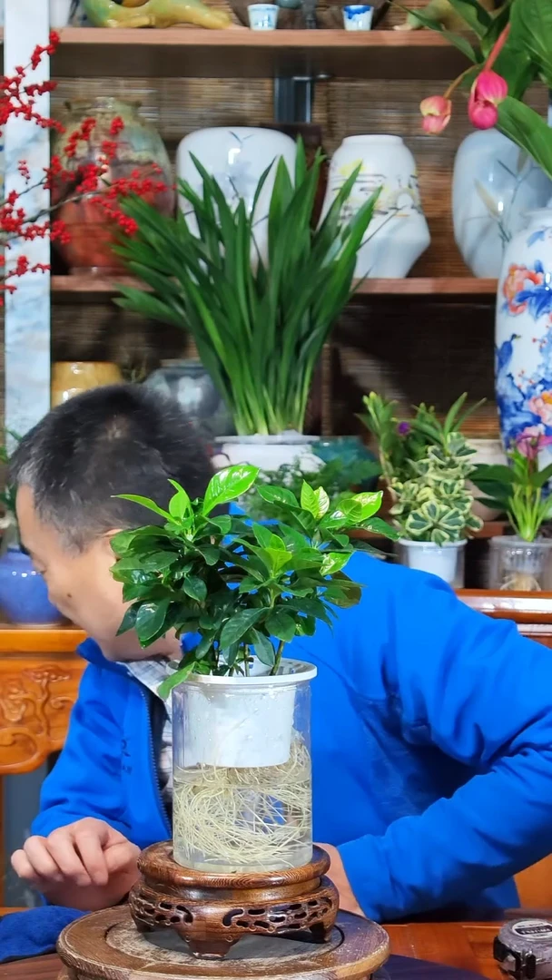 全部花苞王* 水之韵水培栀子花