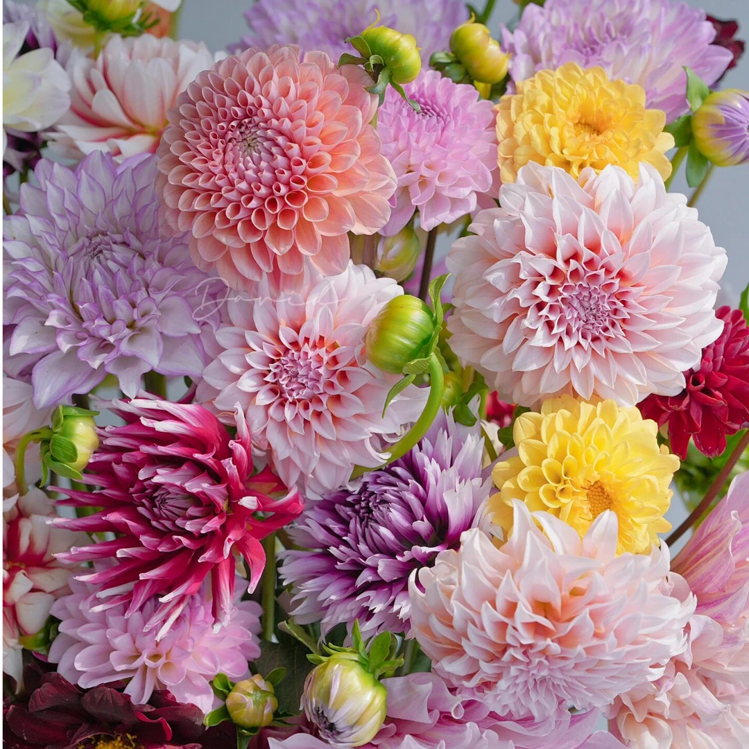 大丽花种球 【小球 两球装】带芽发货多年生  盆栽地载室内室外