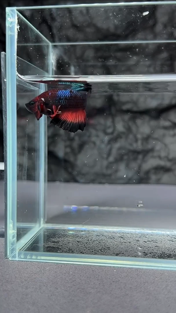 斗鱼竞拍链接A016