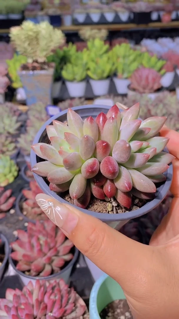 B115-如烟美人双头（量拍）