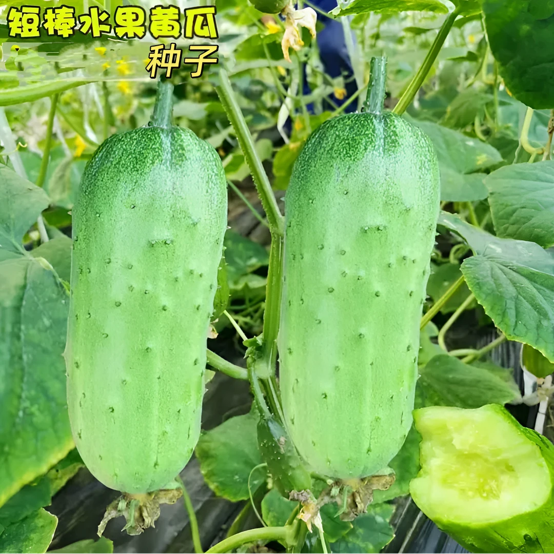 兔子腿水果黄瓜种子黄瓜种籽家庭阳台小院阳台盆栽四季种植简单