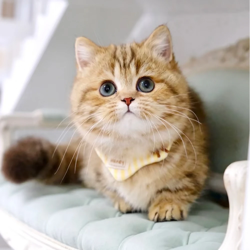 （广东东莞七七家的猫舍）T小猫咪活体