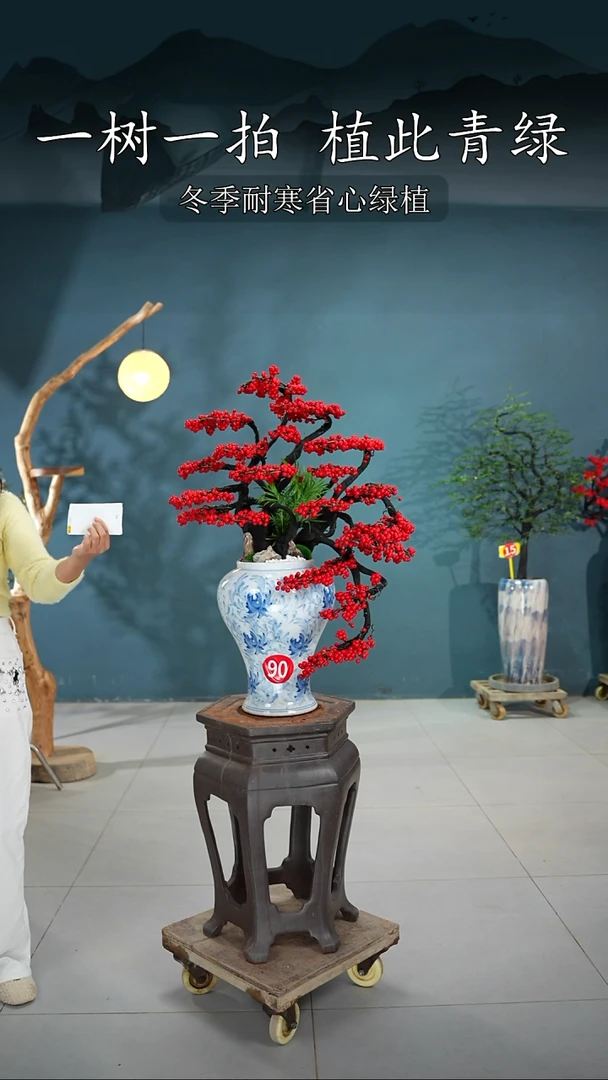 当前无花朵，栽培后可花朵甘***酒北美冬青