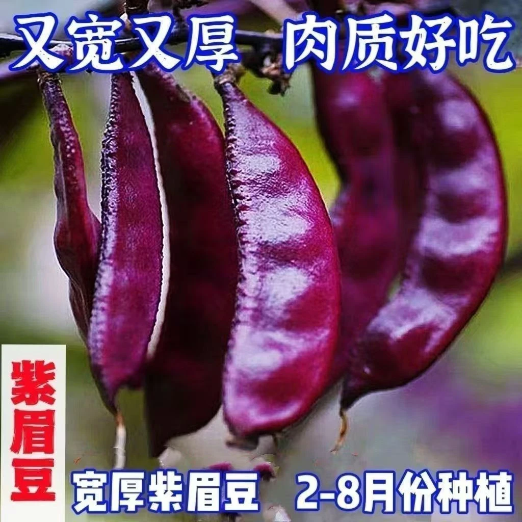 【全店满8包包邮】紫眉豆种子