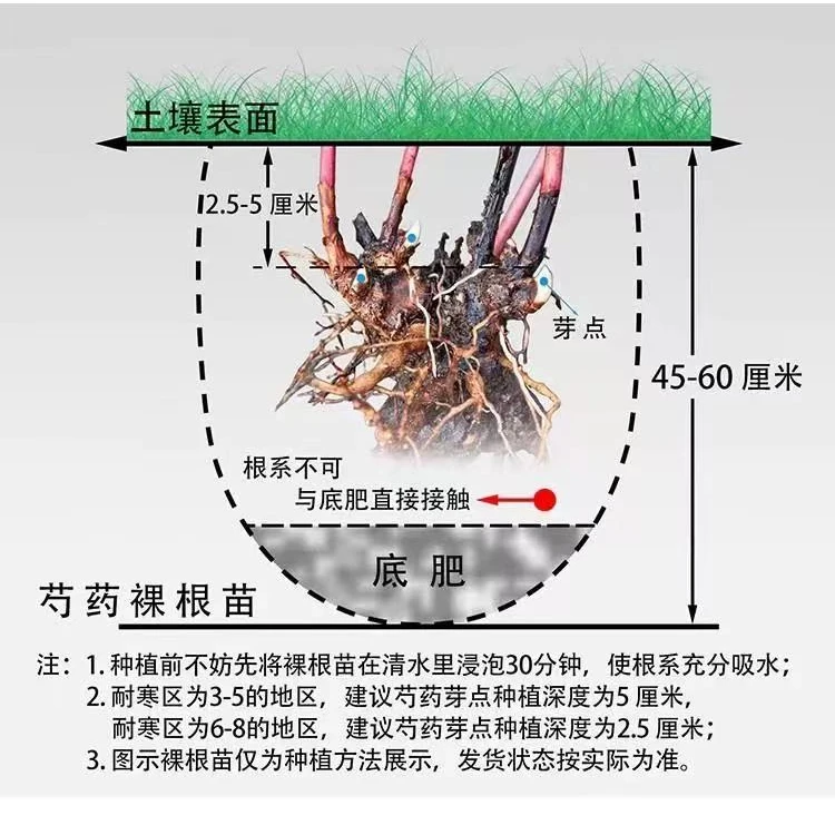 菏泽 君悦【王朝】专属链接基地直发