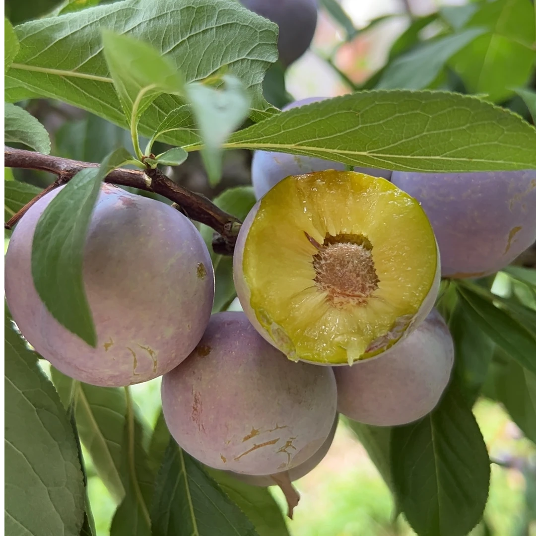 四川特产八月脆脆红李新鲜现摘脆甜多汁应季水果