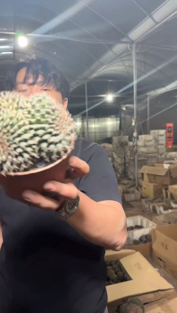 大号 翠皇冠 缀化【造型不指定】