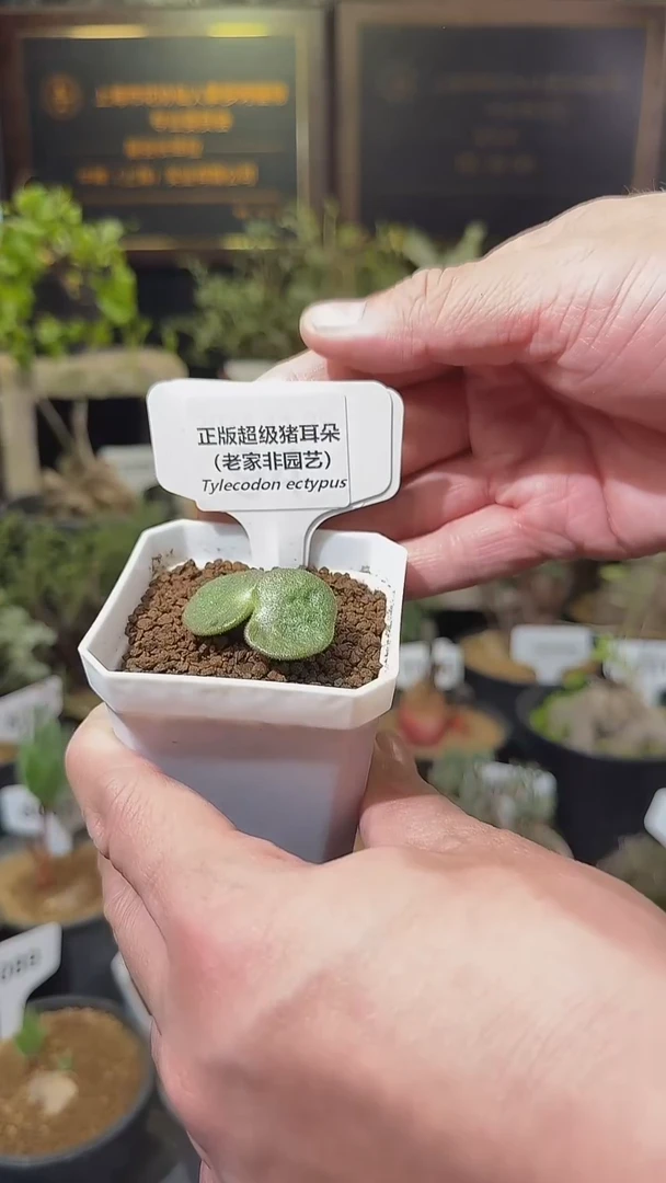 号1218福利植物超级猪耳朵