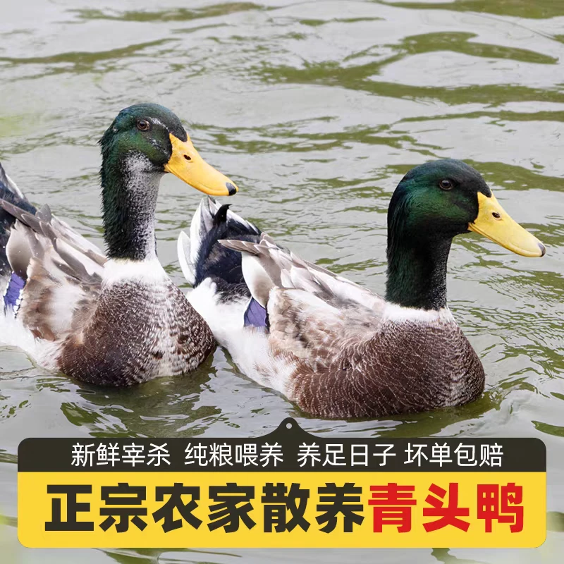 农家散养青头鸭4.5~5斤