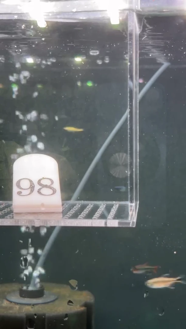 灯科鱼【98】超级红魔鬼