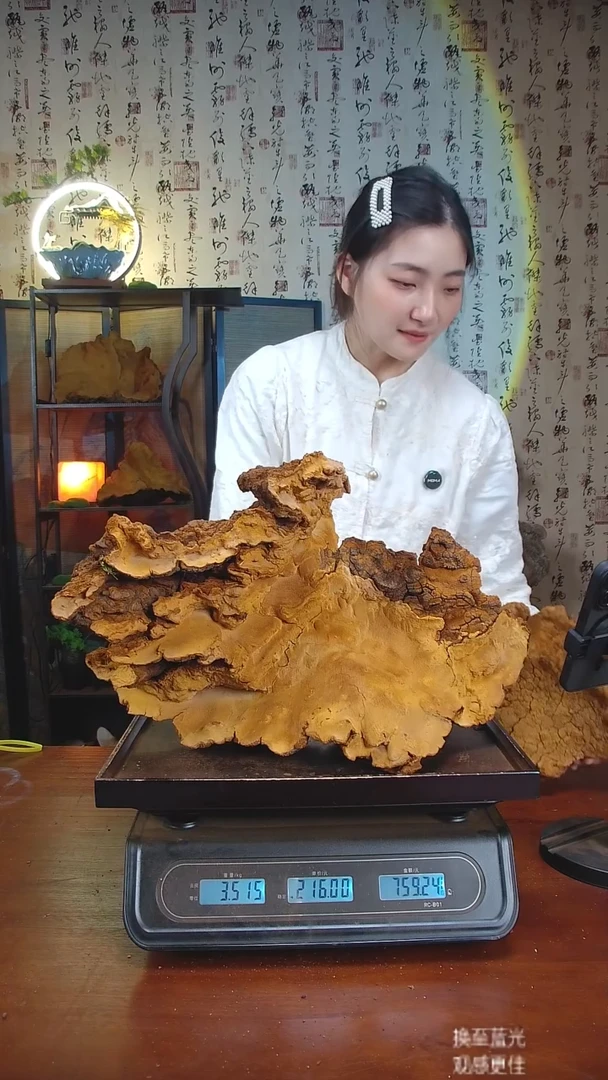 松针层孔菌中国大陆【藏区 野生】松树桑黄（7.03斤）80-90年份