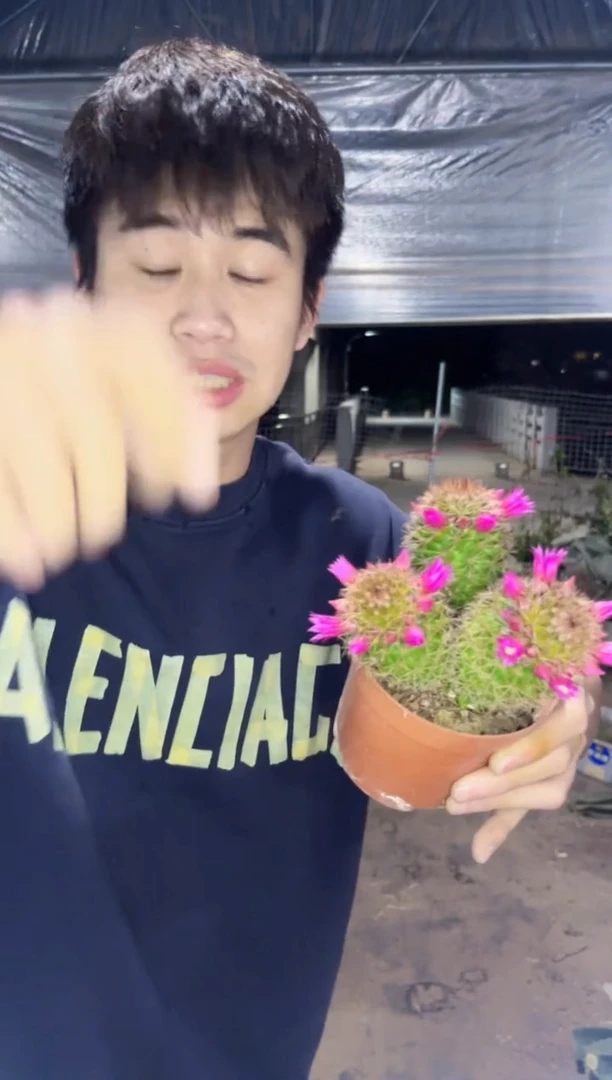 【闪购商品】多头 红花锦丸【带花苞】