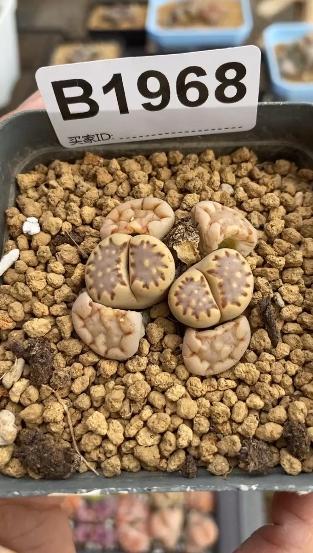 【闪购商品】1968直播一物一拍