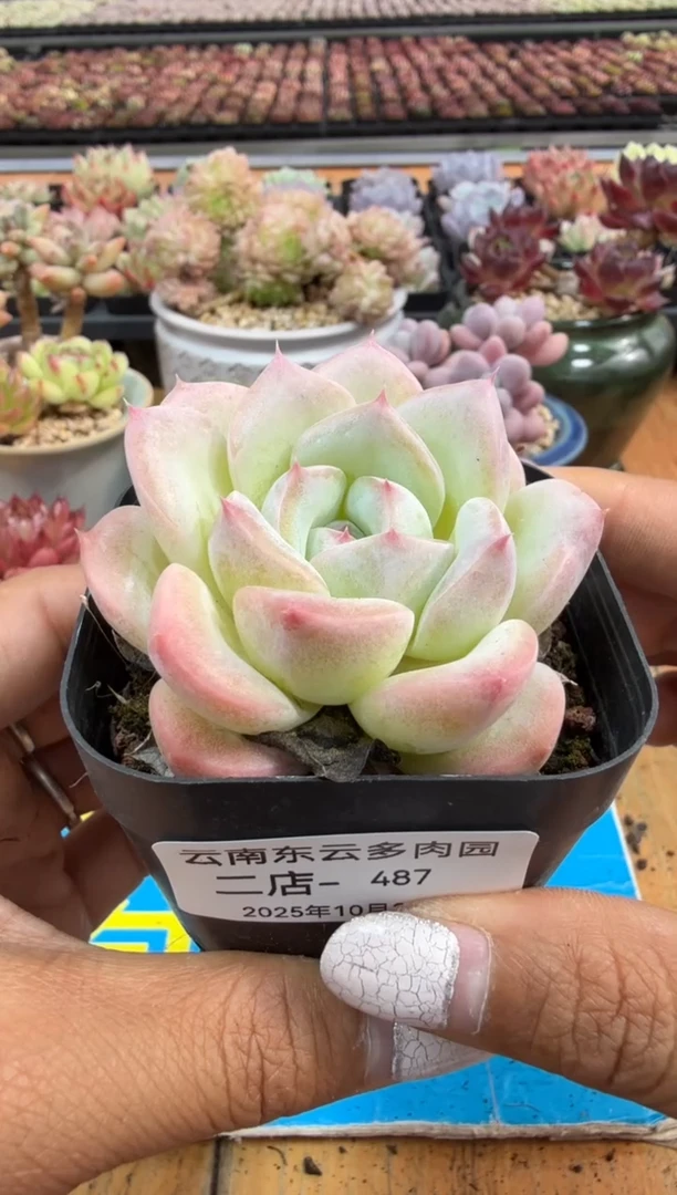 东云多肉园二店-487