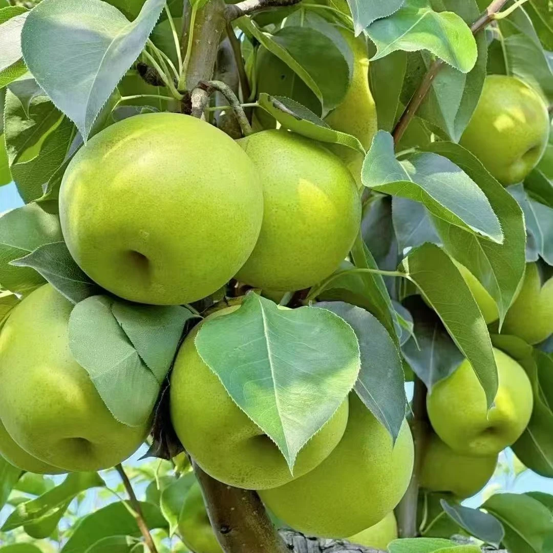 湖北正宗苏翠一号青皮翠玉梨小中大果农家脆甜多汁鲜果