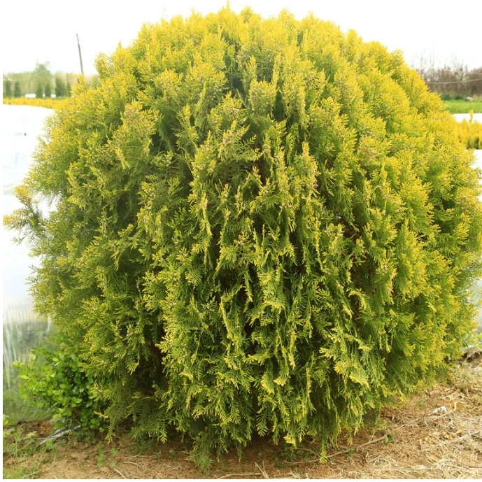 庭院苗木 洒金柏苗 盆栽洒金柏树 又名黄金柏 庭院道路绿化盆栽