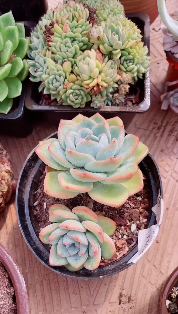 12224多肉植物一物一拍