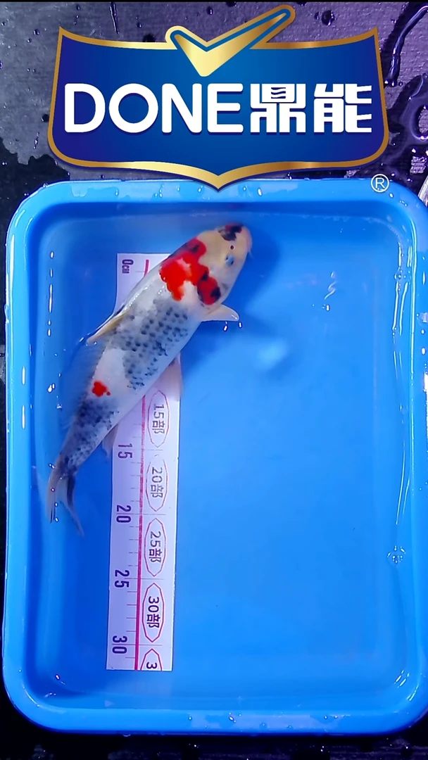 锦鲤鱼悦鱼乐直播间菁选 对版发货 2号