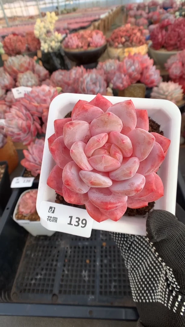 139雪天使多肉植物一物一拍