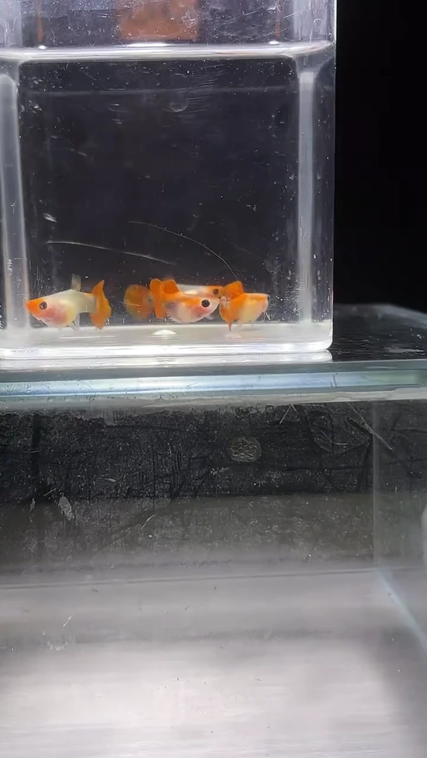 孔雀鱼 红礼服玻璃猫普通体编号38